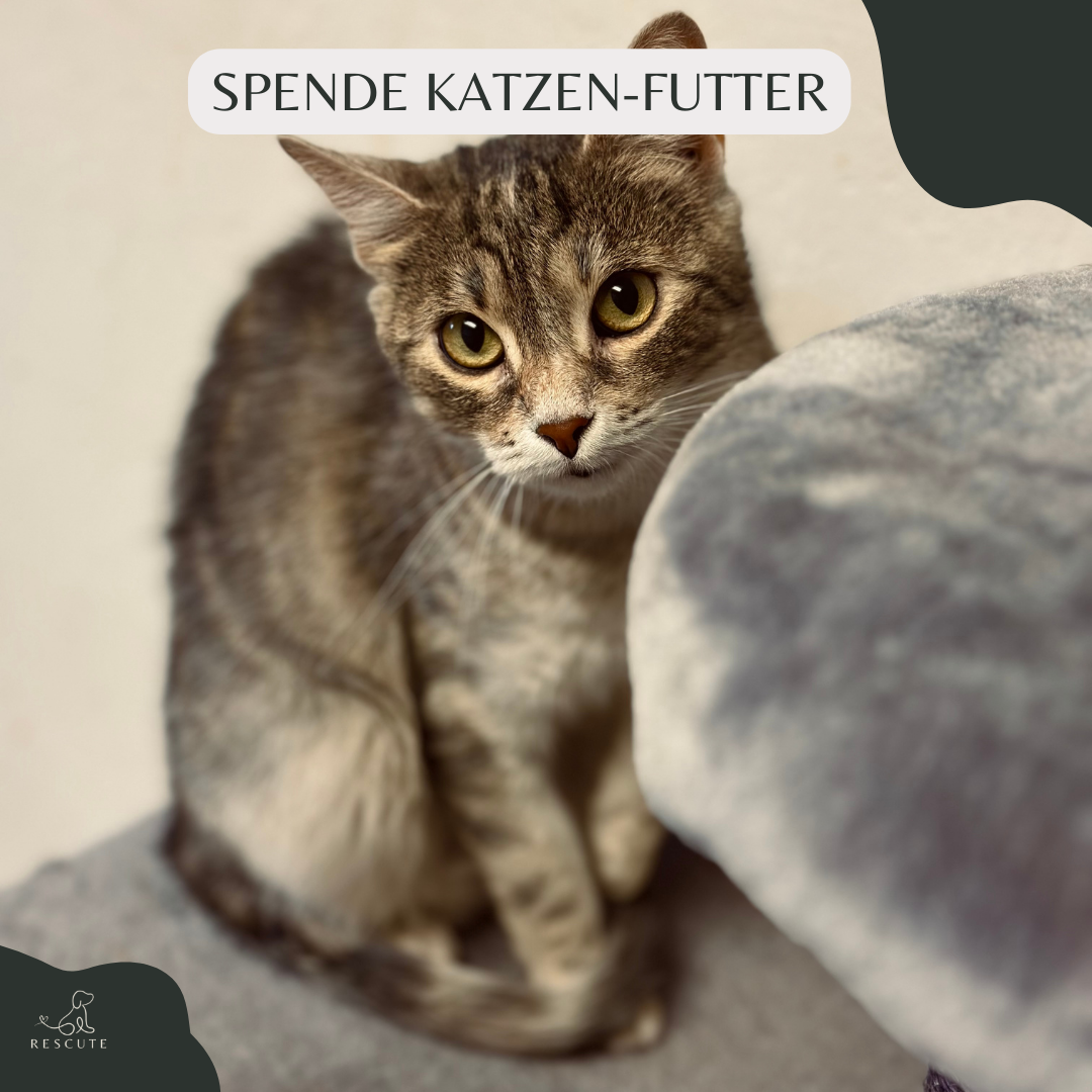 Katzen Futterkorb